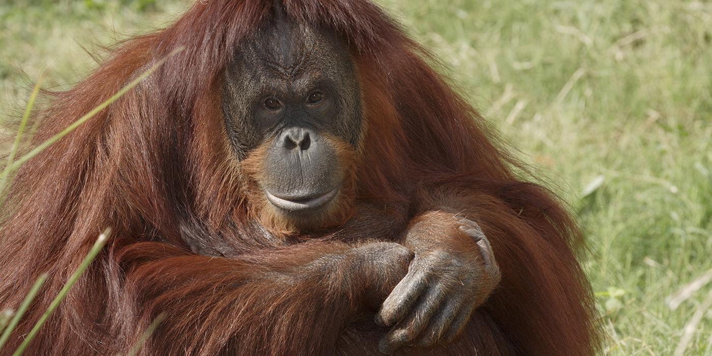 A Bornean orangutan sitting in the grass