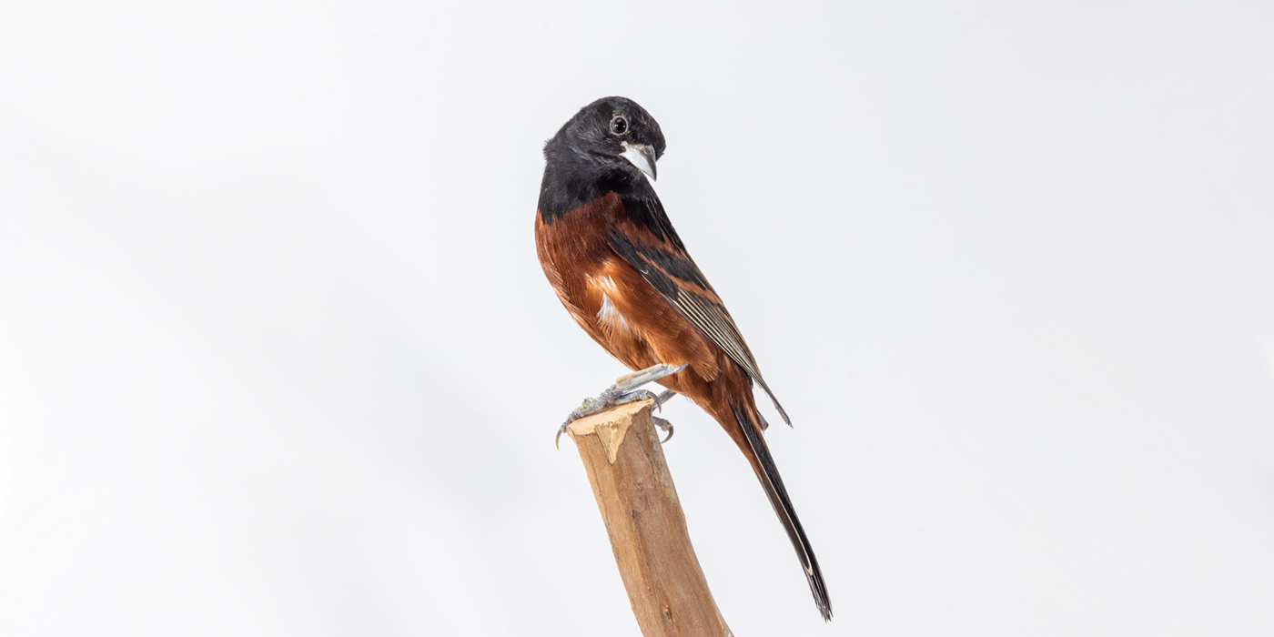 An orchard oriole, a small songbird with black upperparts and reddish-brown underparts, perches on a tree branch.