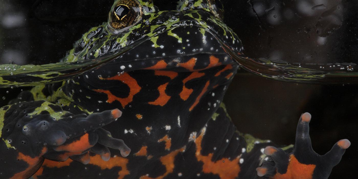 Buy fire sale belly toad