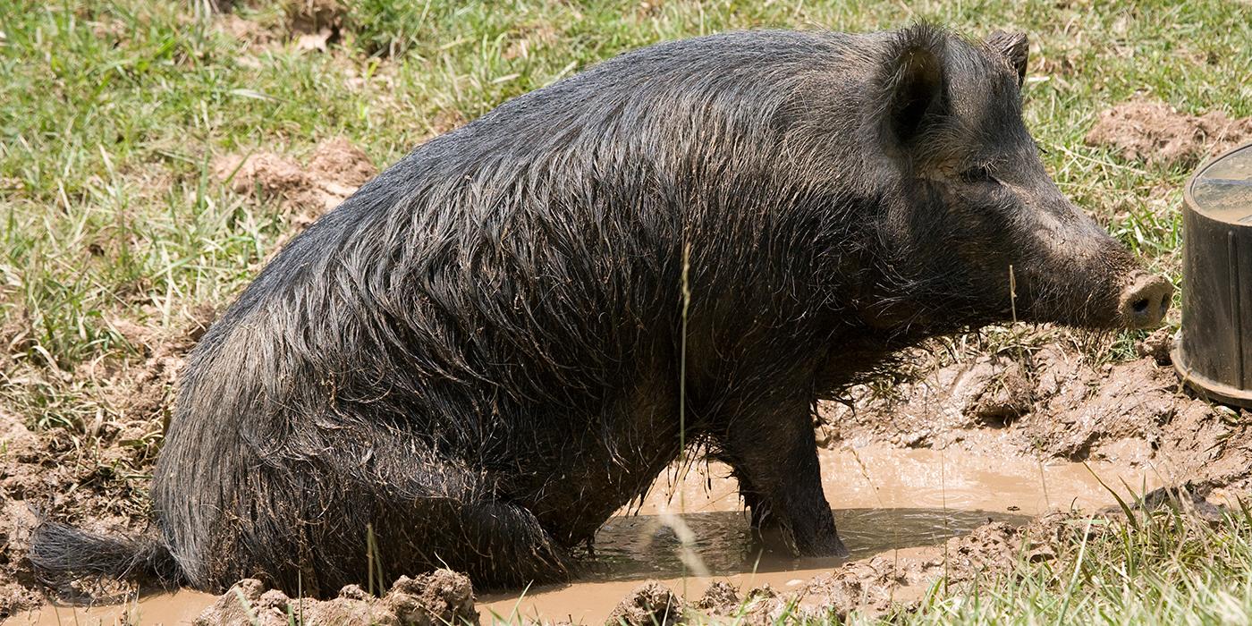 Blackish pig playing in the mud. Its wiry hair is dirty and it has a long snout with a flattened tip.