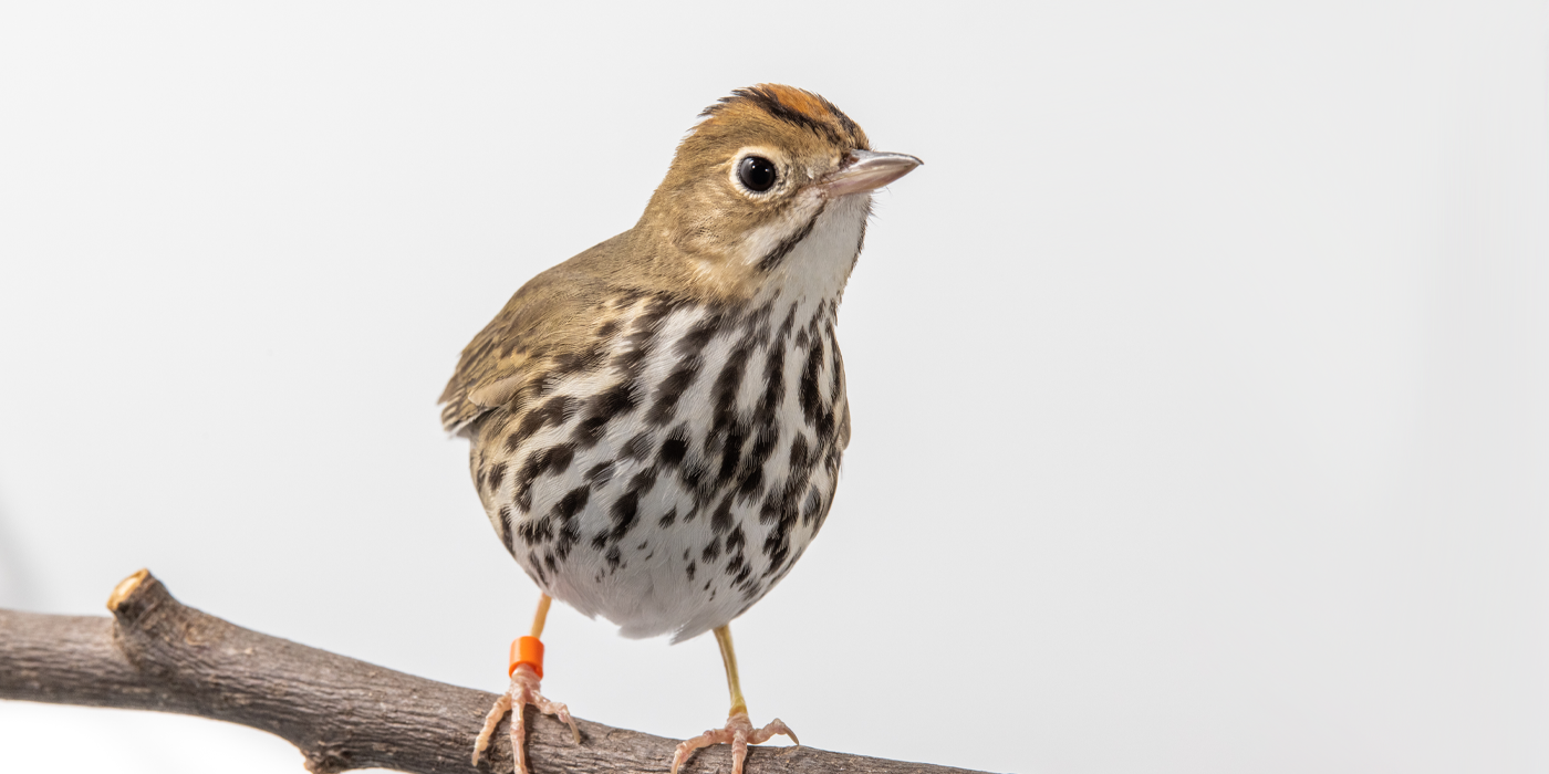 Front profile of a male ovenbird, a small songbird with a brown back and a creamy white chest with brown streaks, sits perched on a branch.