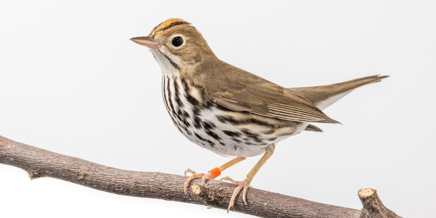 Side profile of a male ovenbird, a small songbird with a brown back and a white chest with dark brown streaks, sits perched on a branch.