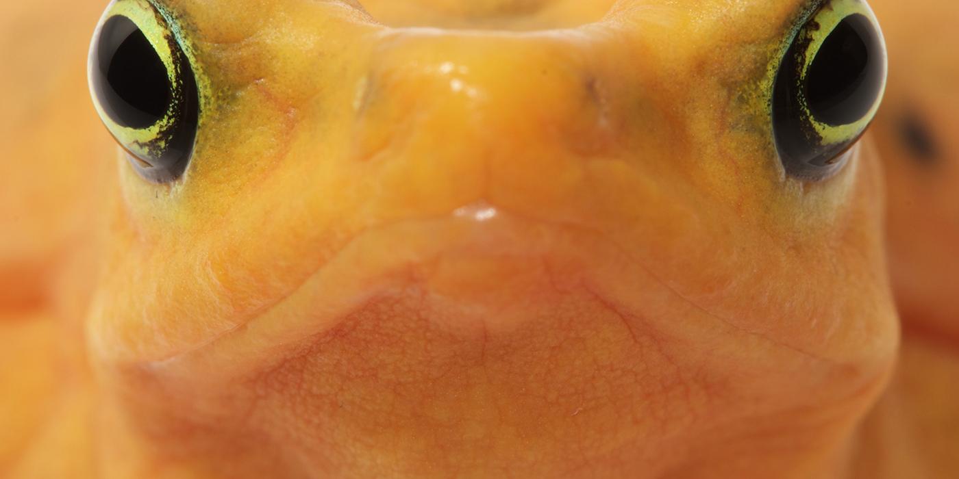 closeup of yellow face of frog. The eyes are black