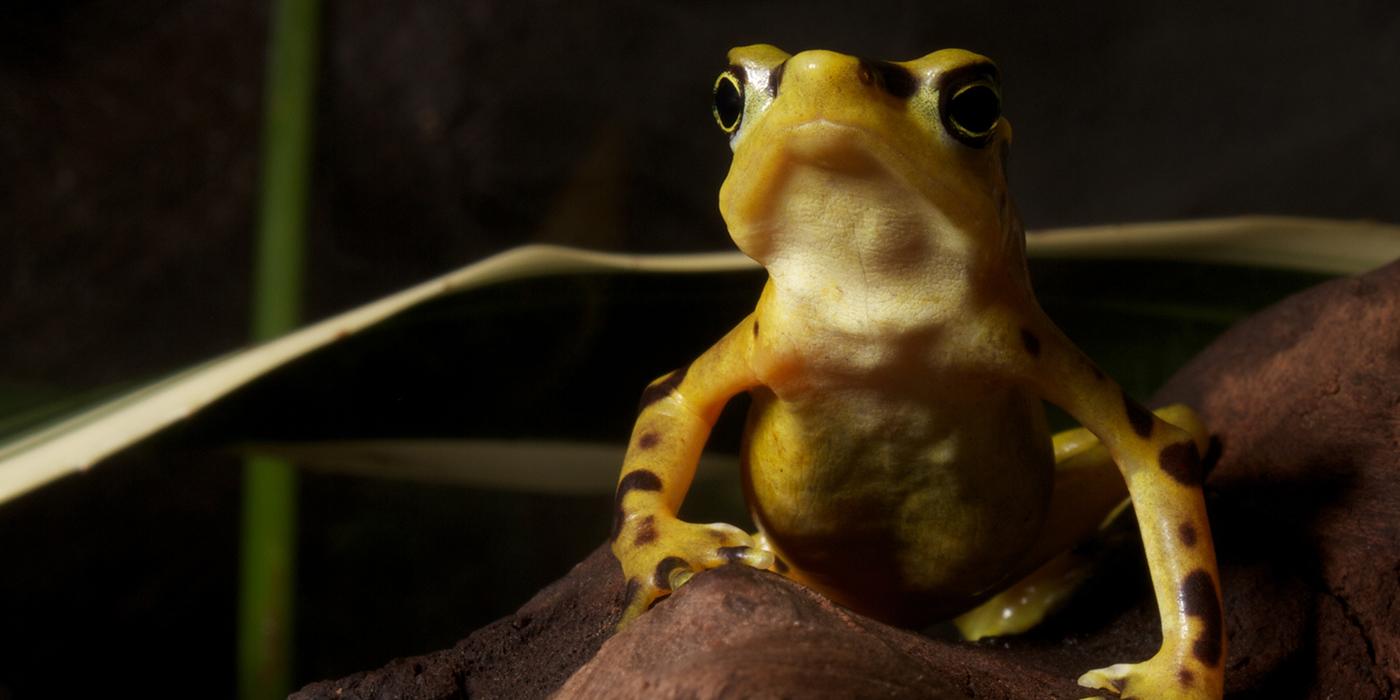 a panamanian golden frog sits on a rock