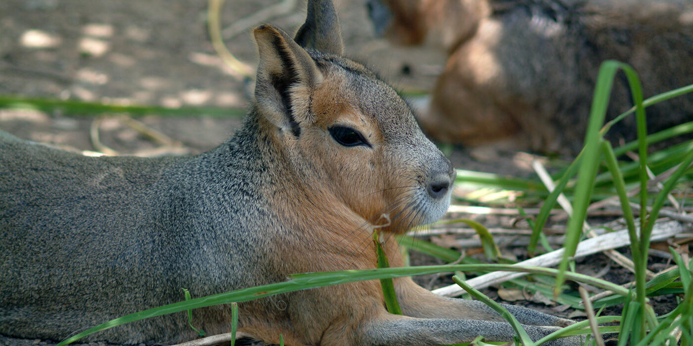 patagonian mara