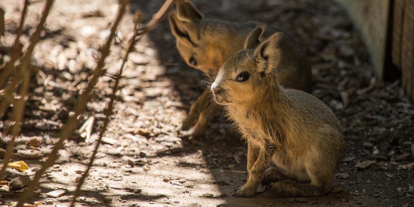 Two Patagonian mara babies standing on the ground