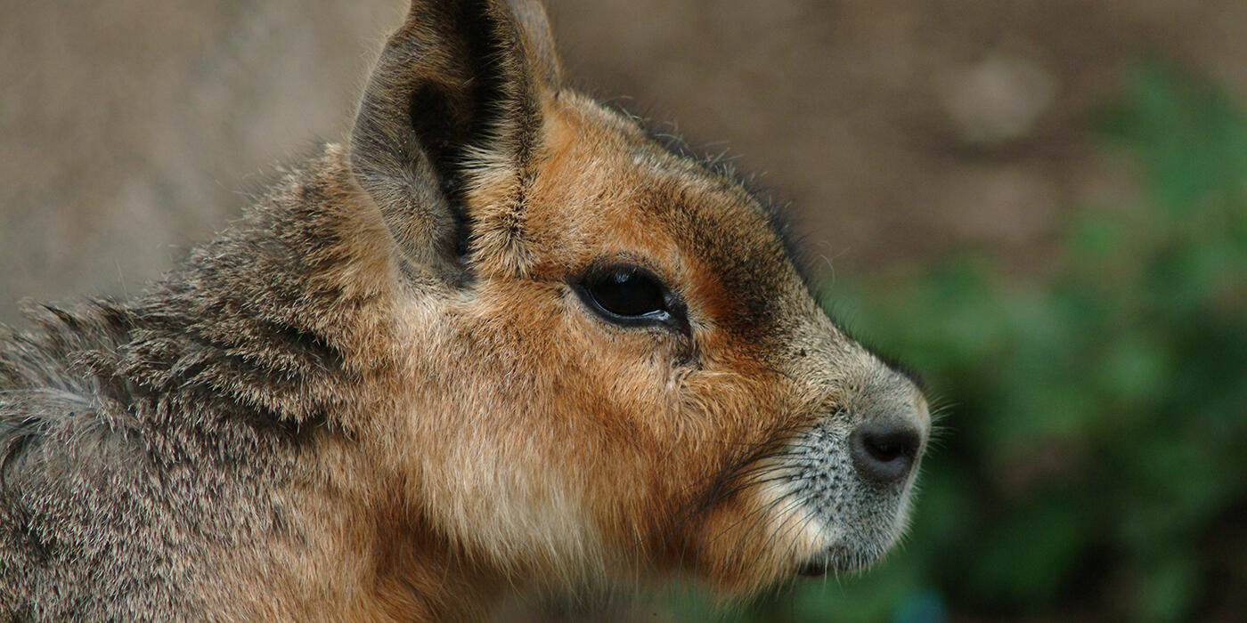 Patagonian mara