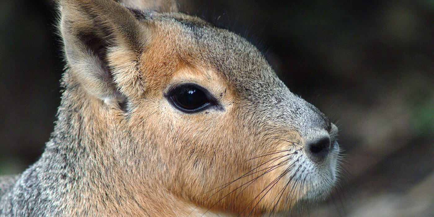 Patagonian mara