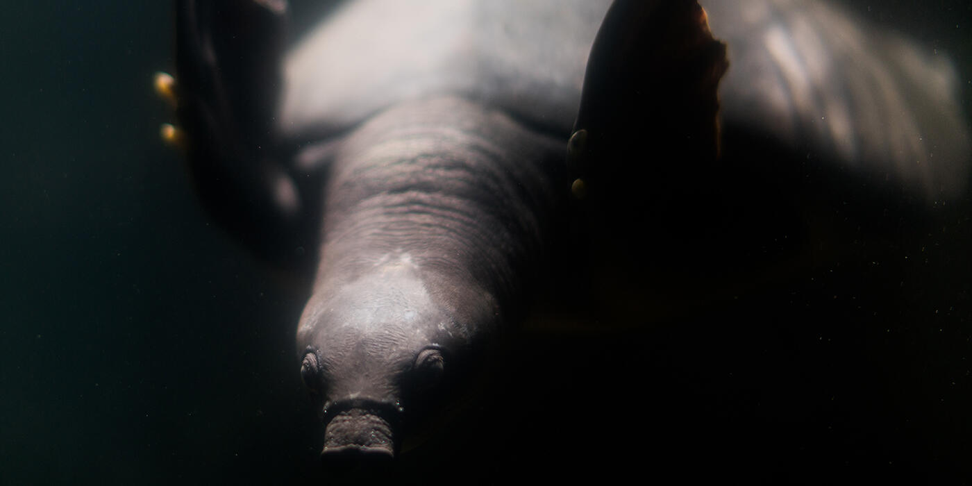 A pig-nosed, or Fly River, turtle swimming through dark water