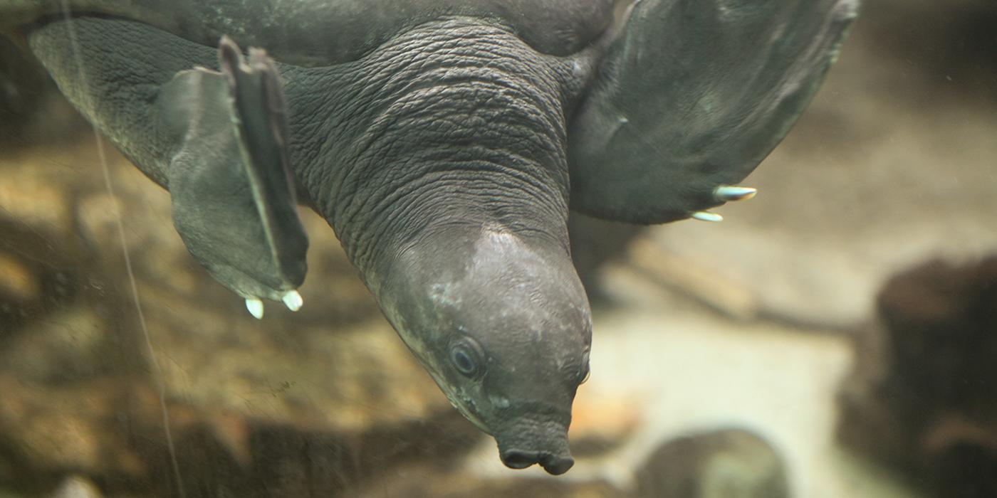 A fly river, or pig-nosed, turtle swimming through the water