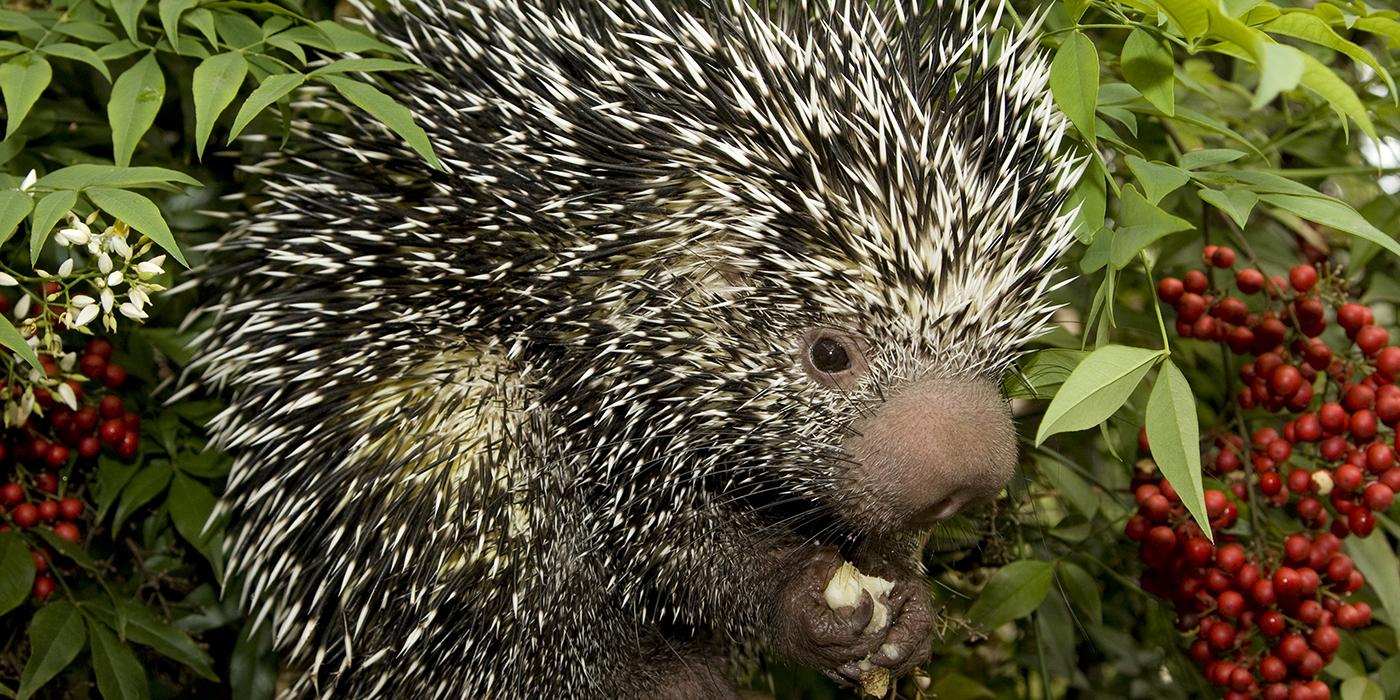 Black and white spiky quills adorn the entire body of this medium-sized mammal