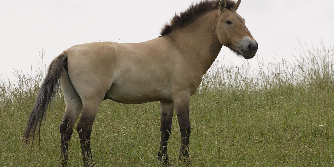 Tan and buff horse standing in a grassy field. The mane, nose, legs, and tail are a dark brown