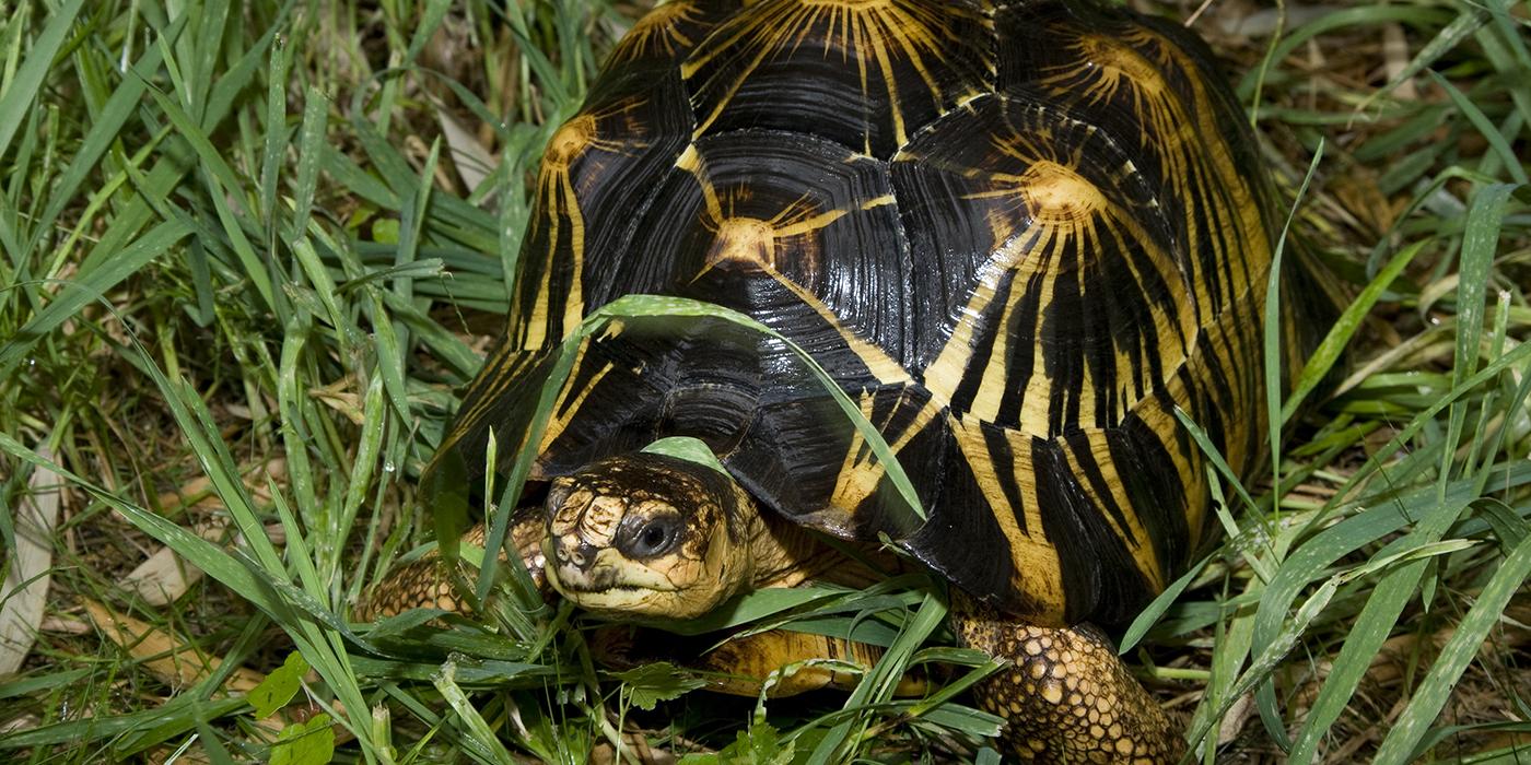 Black and yellow turtle in the grass. A yellow spot in the center of each scute has yellow rays extending from it