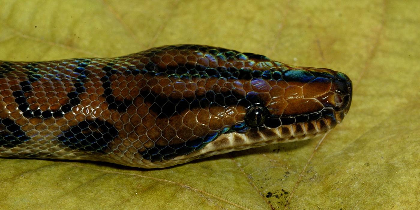 Brazilian rainbow boa Smithsonian s National Zoo and