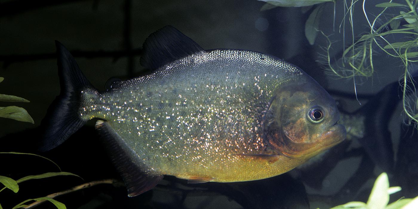 Silver fish with orange-red blush to its belly swimming underwater