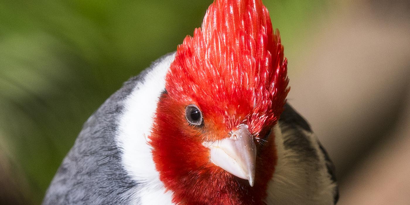 Brilliant red crest atop a pale gray bird with a white neck and breast