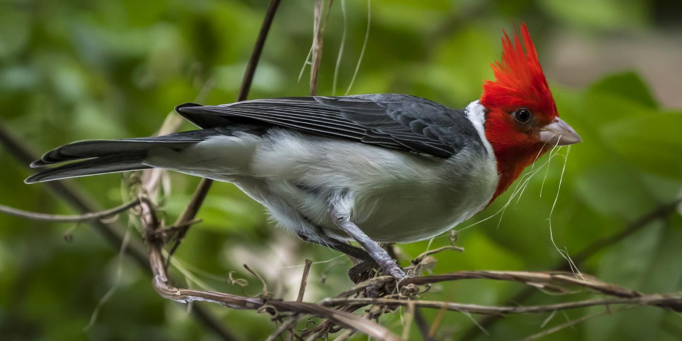 bird with red head and crest on a branch