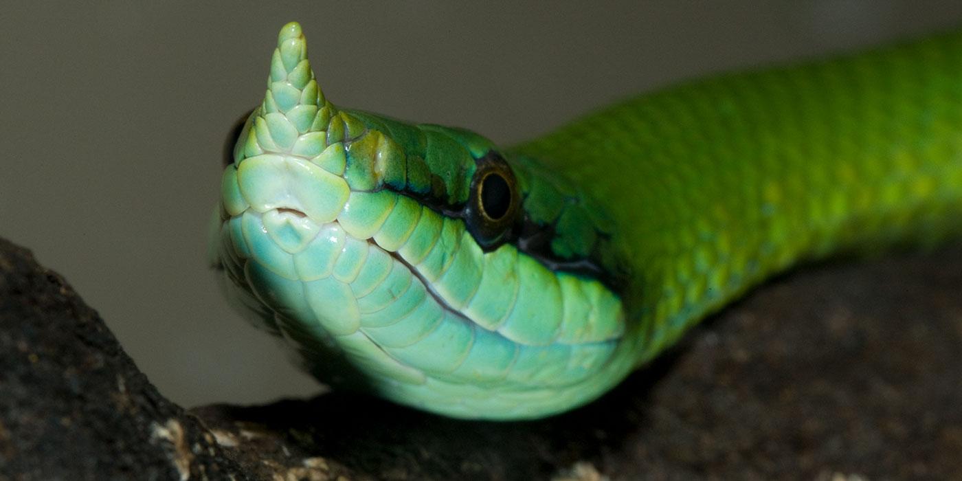 Rhinoceros snake  Smithsonian's National Zoo and Conservation Biology  Institute