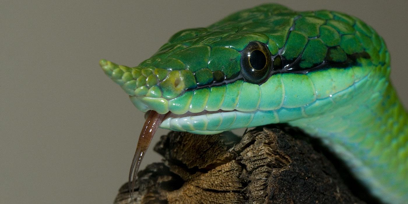 A close up of a green snake, called a rhinoceros snake, with a horn protruding from the tip of its nose and its forked tongue sticking out