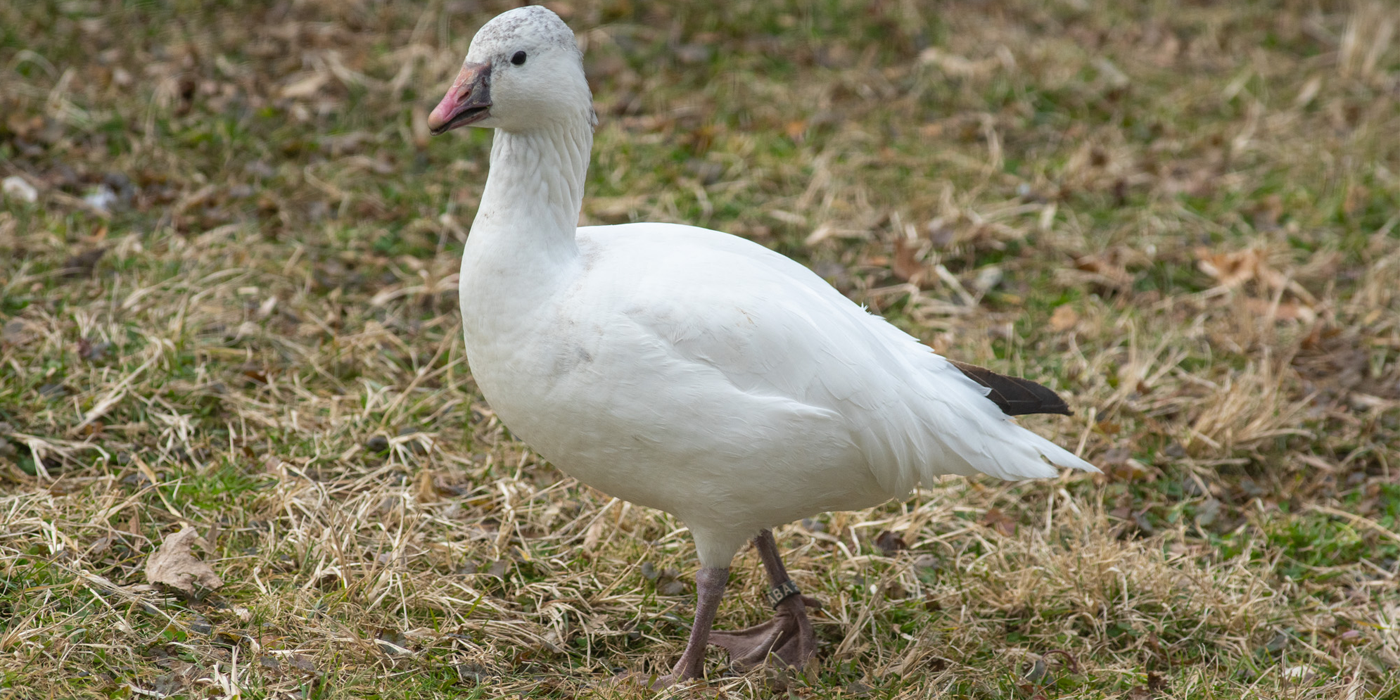 A snowy white goose with a triangular bill walks on a background of green and pale yellow grass.