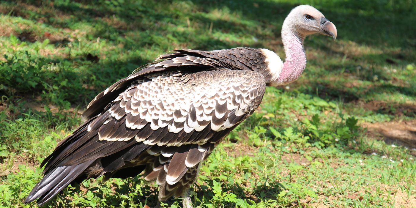 Ruppell's Griffon Vulture | Smithsonian's National Zoo And Conservation ...