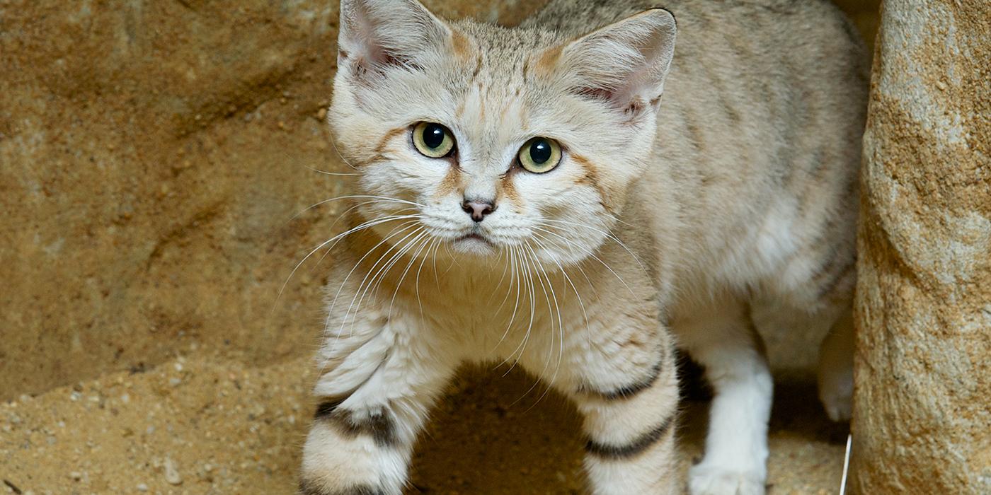 Sand cat  Smithsonian's National Zoo and Conservation Biology Institute