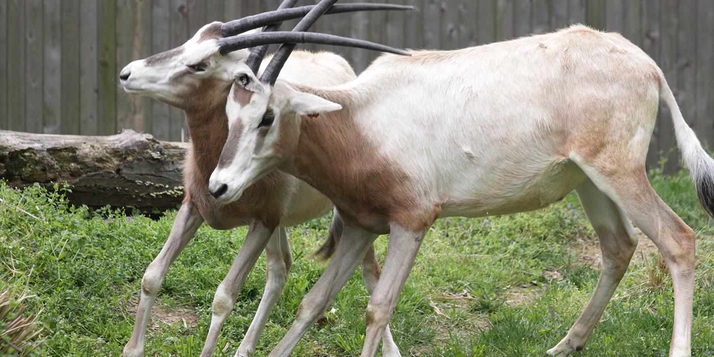 Two oryx with curved horns entwined