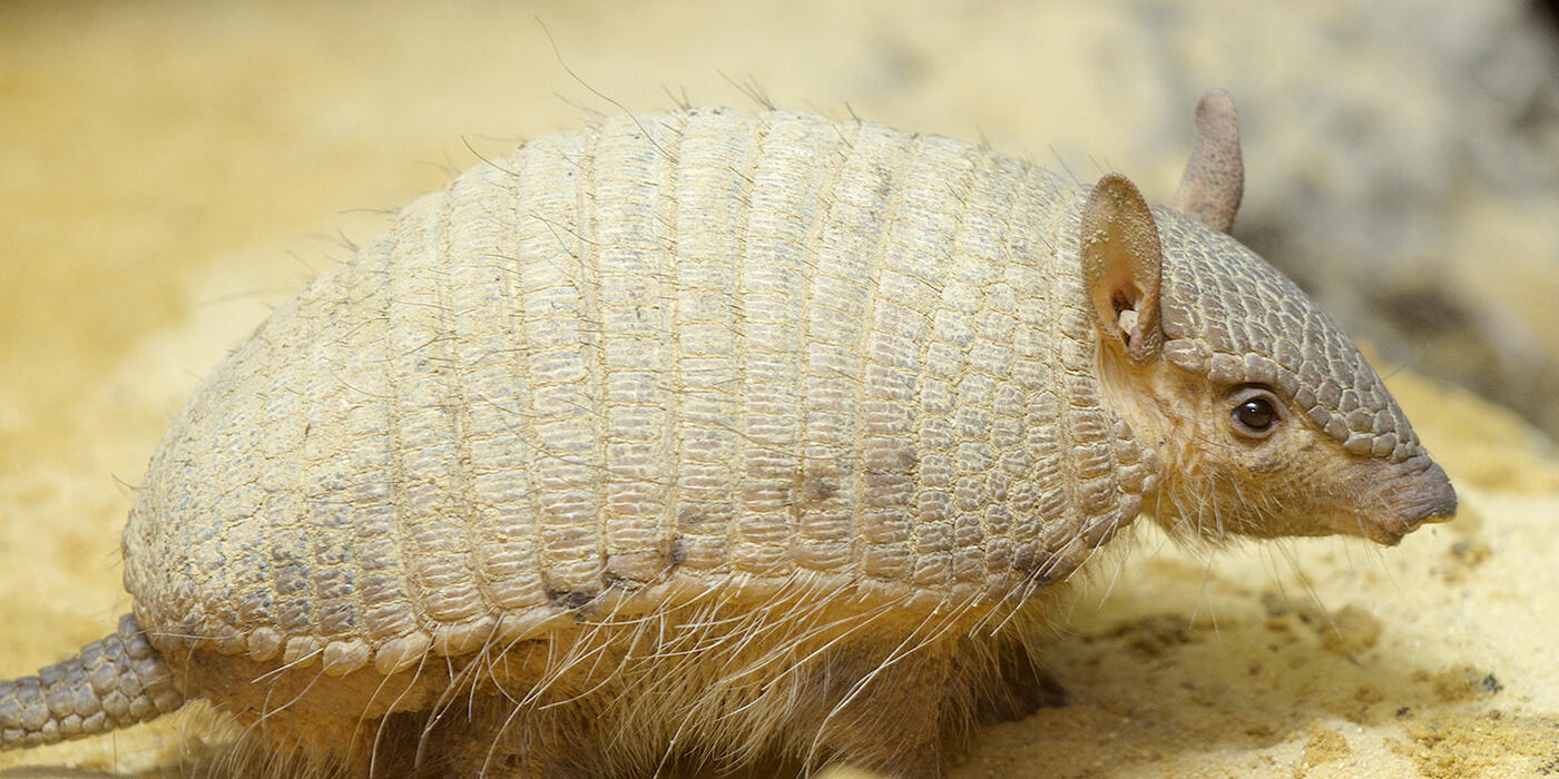 small armadillo with a pale tan coloration