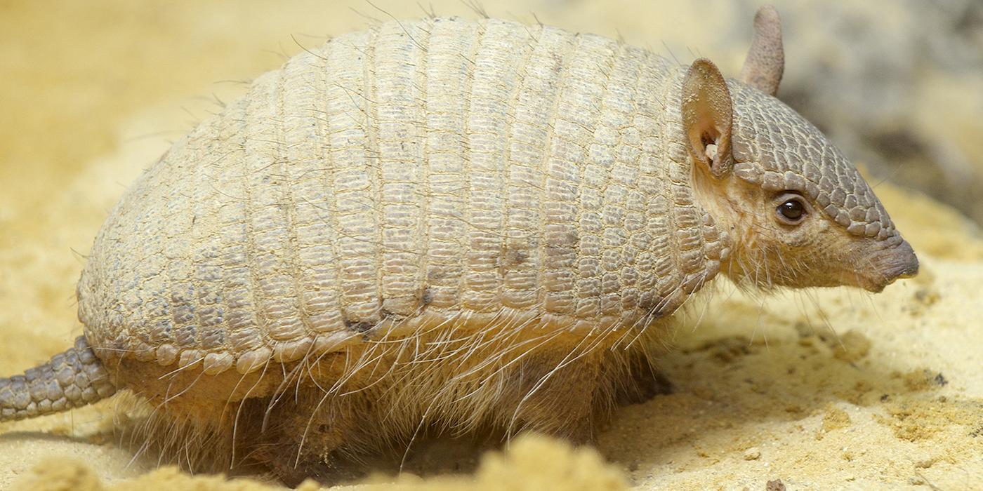 small armadillo with a pale tan coloration