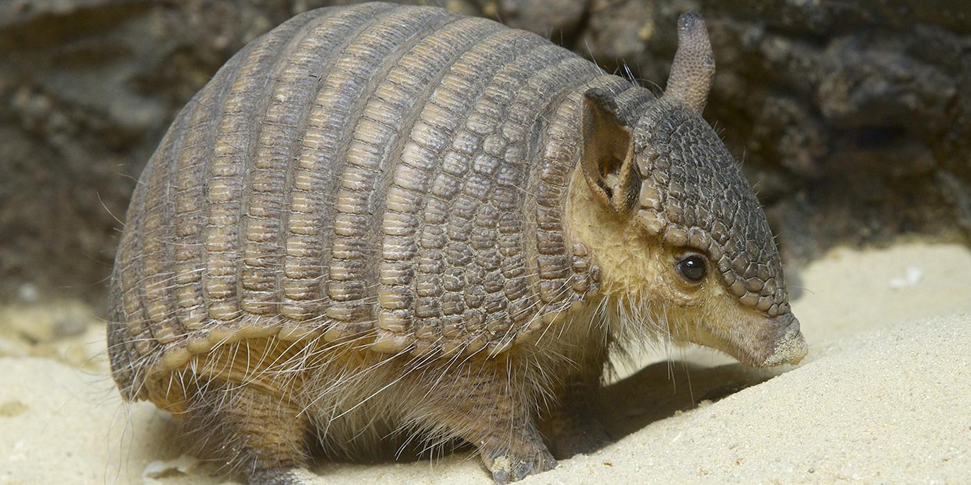 Screaming hairy armadillo Smithsonian s National Zoo and Conservation Biology Institute