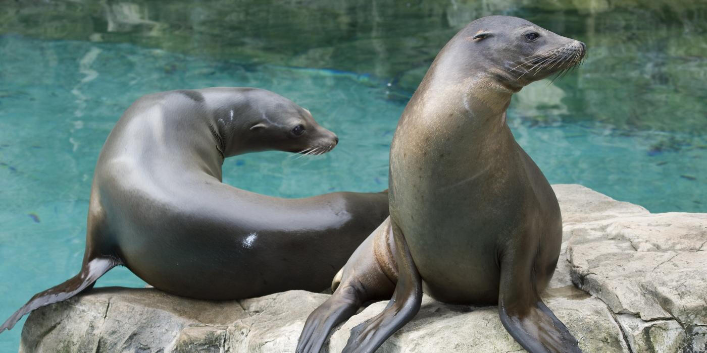 sea lions perched on a rock
