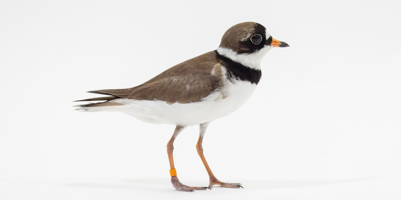 Side profile of a semipalmated plover, a small, compact, long-legged shorebird with a brown back, white undersides and a black mask over its eyes.