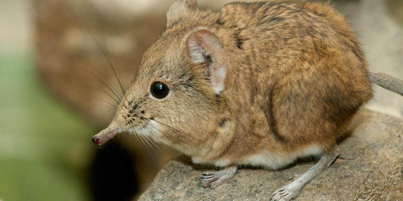 Short-eared elephant shrew | Smithsonian's National Zoo and