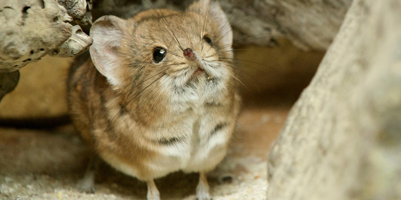 Short-eared elephant shrew | Smithsonian's National Zoo and