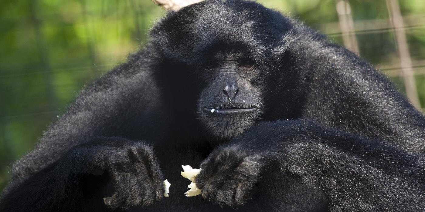Black monkey holding an empty eggshell
