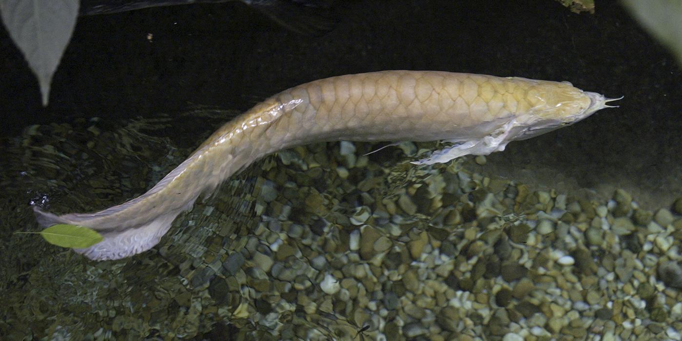 long silver fish