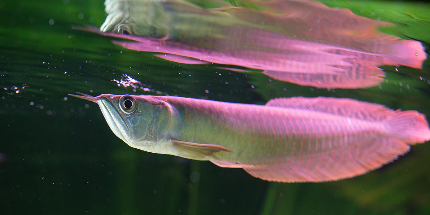 Long silver fish near the water's surface