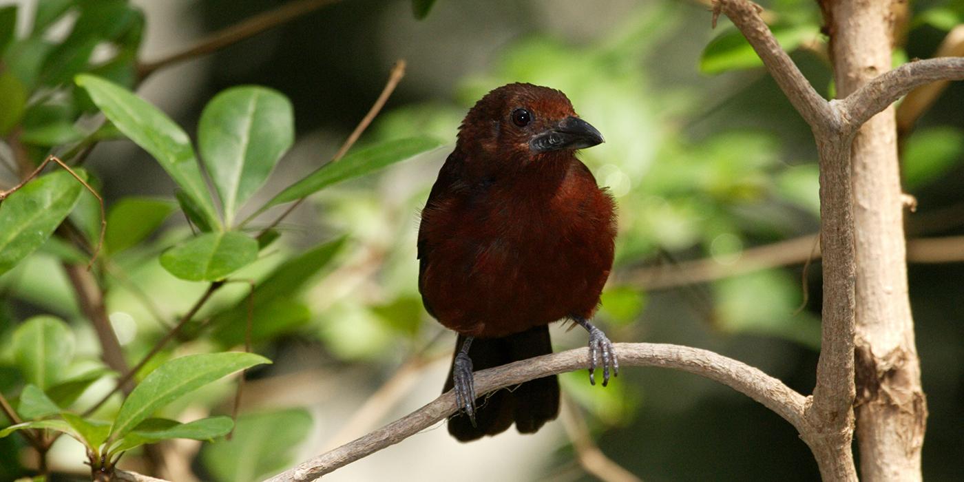 small maroon songbird on perch