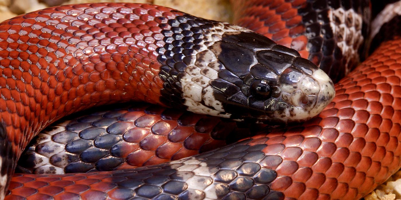 Sinaloan milksnake  Smithsonian's National Zoo and Conservation Biology  Institute