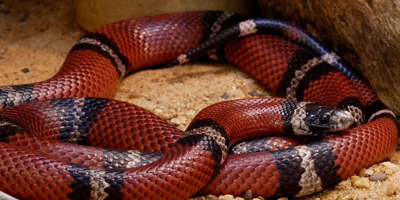 a sinaloan milk snake in the sand