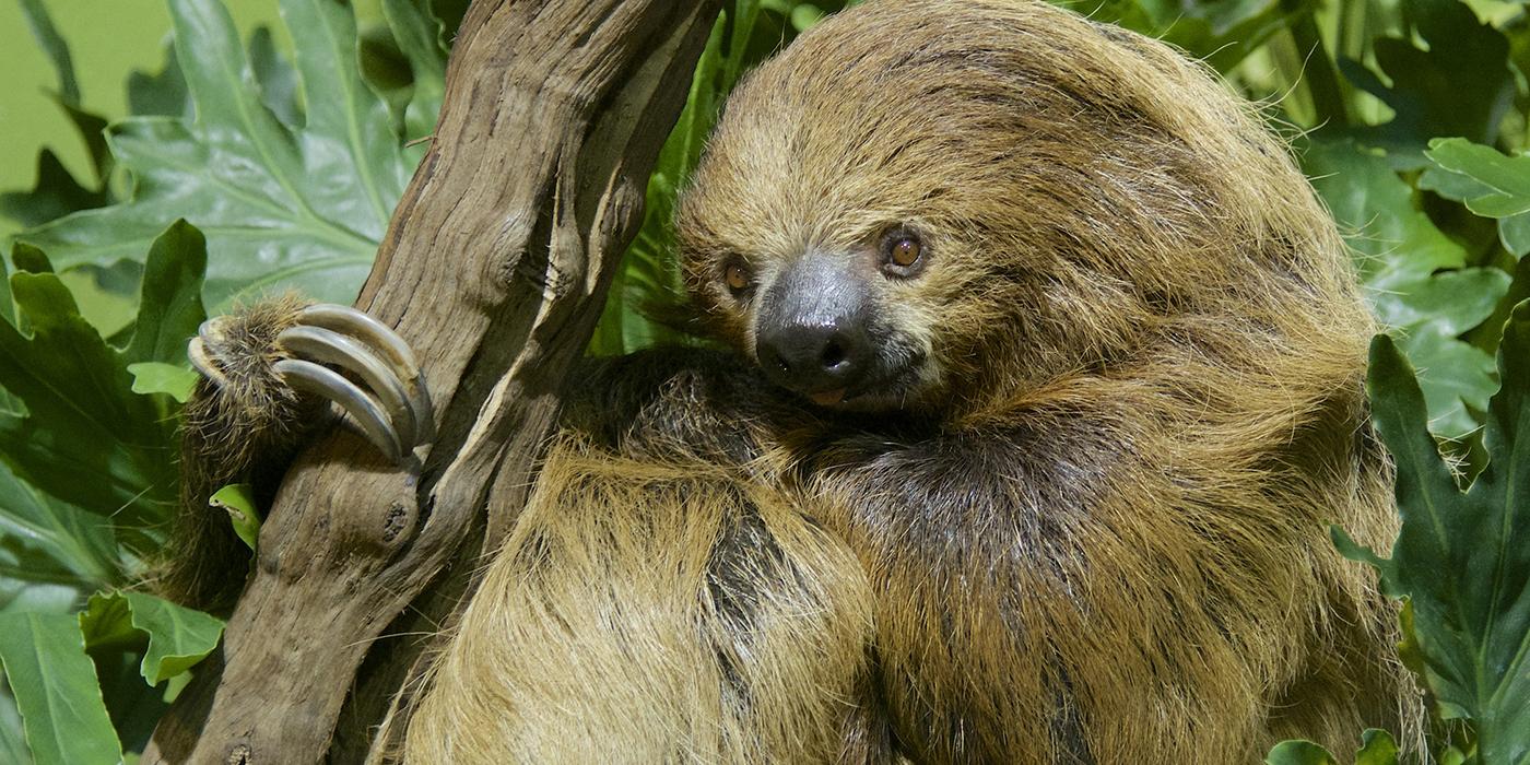 sloth in a tree