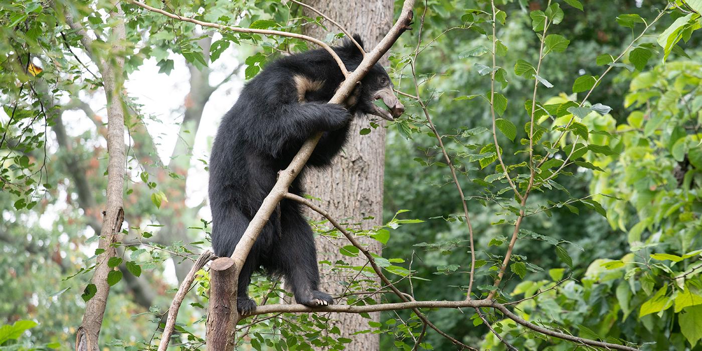 A sloth bear with shaggy black fur standing in a tree and chewing on a leaf