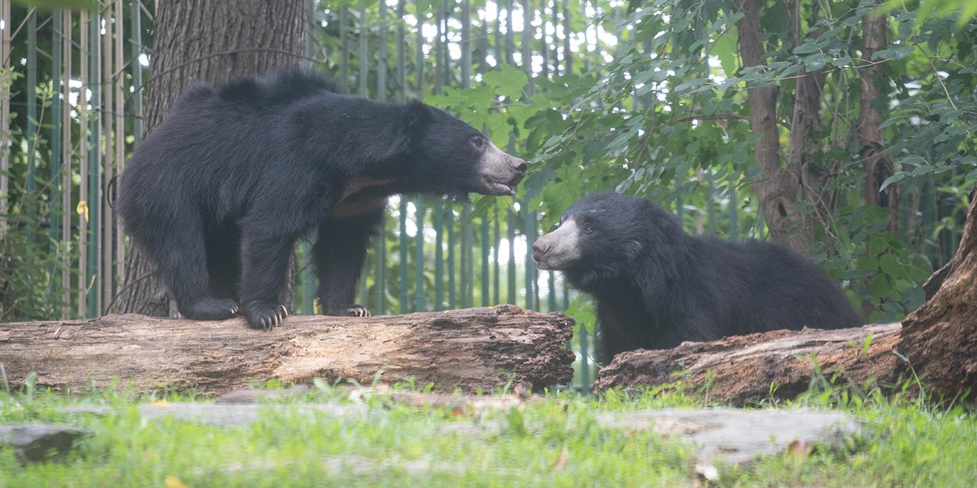 Two sloth bears with shaggy black fur facing each other in a grassy yard. One stands on a log and the other in the grass.