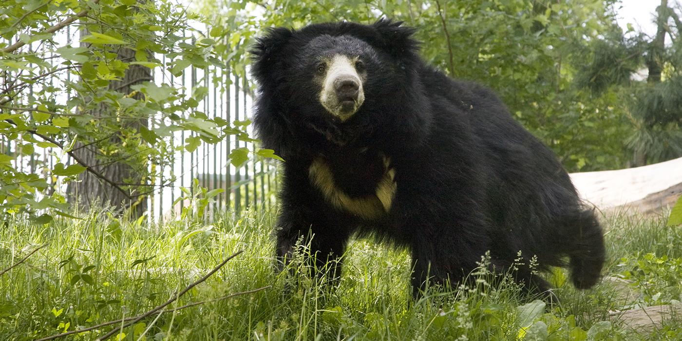 Sloth bear  Smithsonian's National Zoo and Conservation Biology Institute