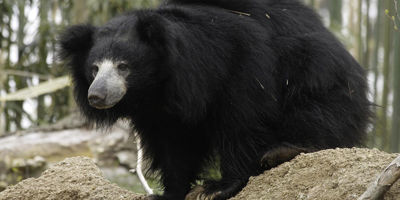 Sloth bear  Smithsonian's National Zoo and Conservation Biology Institute