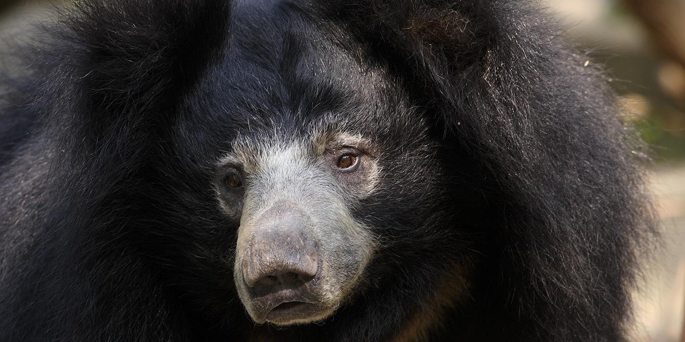 Closeup showing the black-furred bear's long gray snout