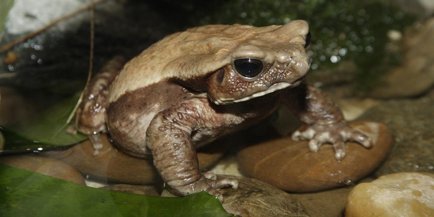 A robust toad with a creamy back and darker brown sides