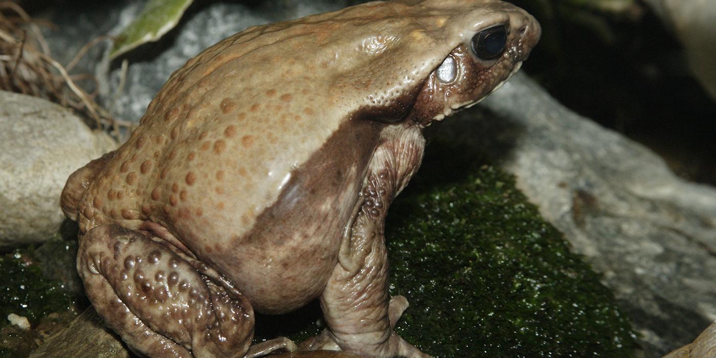 Side view of a large brown toad