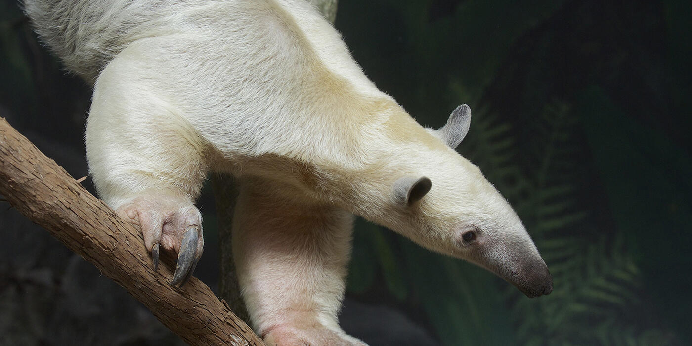Pale-furred animal with a long snout on a branch