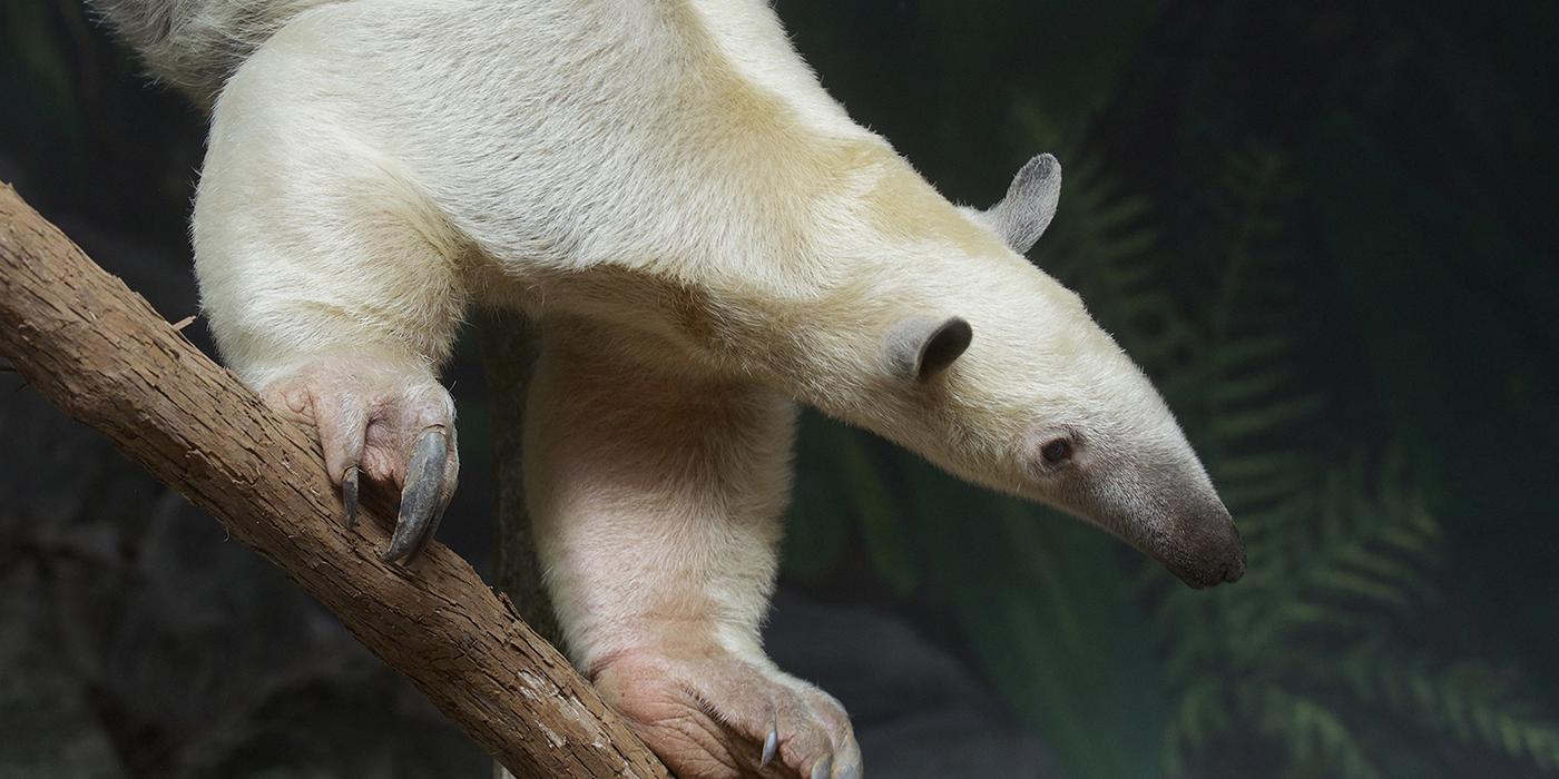 Tamandua